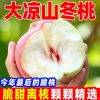 正宗大凉山冬桃映霜红大果