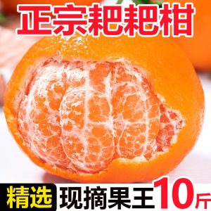 耙耙柑四川橘子