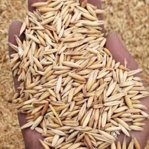 Alternative view of 燕麦种子