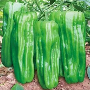 Alternative view of 早熟薄皮青椒种子四季播种