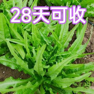 Alternative view of 四季油麦菜种子耐热高产甜脆无斑油麦菜种子阳台盆栽地栽蔬菜种子