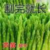 芦笋种子四季种植蔬菜之王