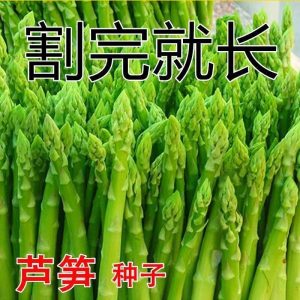 芦笋种子四季种植蔬菜之王