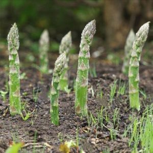 Alternative view of 芦笋种子四季种植蔬菜之王