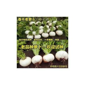 四川春不老萝卜种子